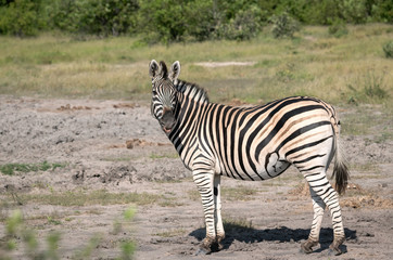 Fototapeta na wymiar A zebra stands in a clearing in the Okavango Delta, Botswana