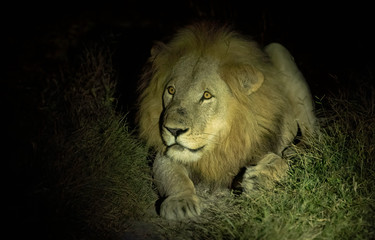 Large young male lion surrounded by darkness, crawling on the ground, sneaking up on its prey - which happens to be a jeep full of tourists