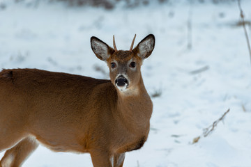 Buck in winter