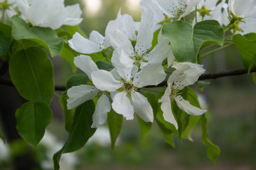 branch of apple tree with white flowers