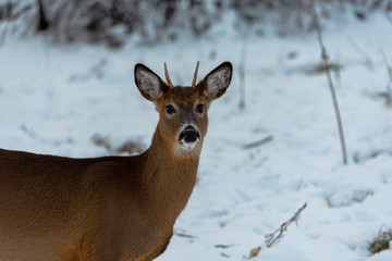 Buck with small horns