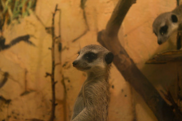 meerkat on guard
