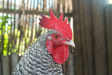rooster on a background