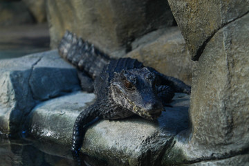crocodile in the water