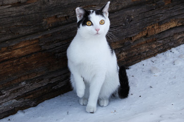 cat in snow