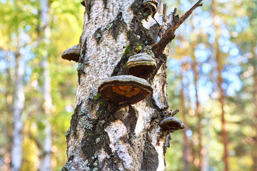 Old dead birch in the forest with a mushroom growing.