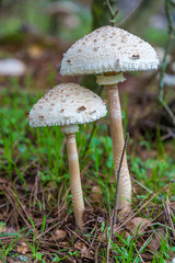 Parasol Mushroom (Macrolepiota procera)