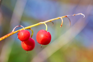 Red berries on a branch against a blurred abstract background.