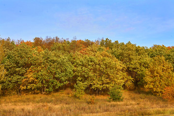 Fototapeta premium Mixed forest of pine, birch, oak against the blue sky. Autumn landscape.