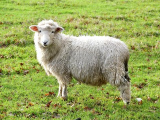 Young sheep in field at Bullsland Farm, Chorleywood, Hertfordshire, England, UK
