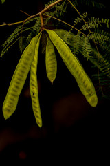 White popinac in garden