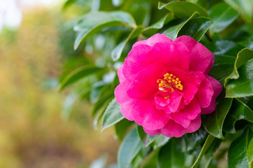 つばき　椿　ツバキ