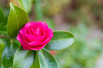 つばき　椿　ツバキ