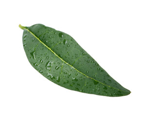 Fototapeta na wymiar Fresh green citrus leaf with water drops on white background