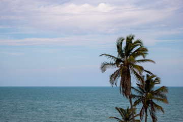 Fototapeta na wymiar palm tree on tropical beach
