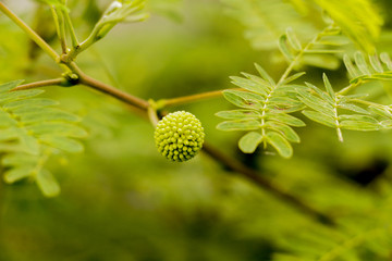 White popinac in garden