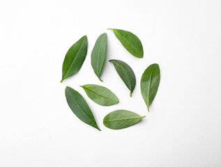 Fresh green citrus leaves on white background, top view