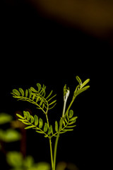 White popinac in garden