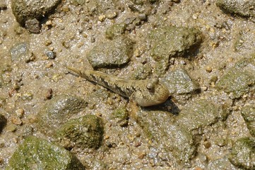 mudskipper