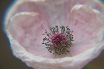 Poppy