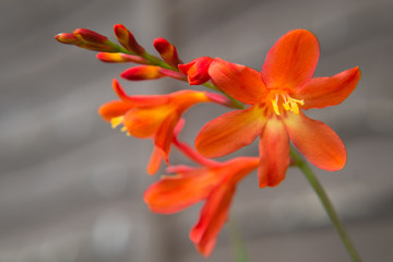 crocosmia