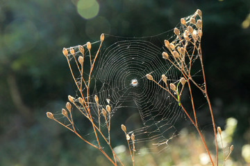 Spinnennetz