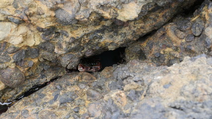 Crab sitting between rocks and sea water shot in 4k high resolution