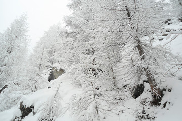 winter forest in the Swiss Alps; coniferous trees are densely covered with fluffy snow