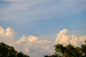 Obraz premium Sky and clouds above the tree top