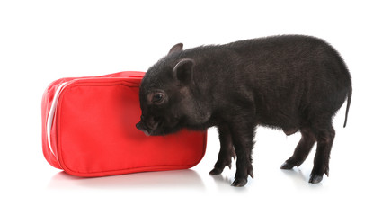 Miniature pig and first aid kit on white background