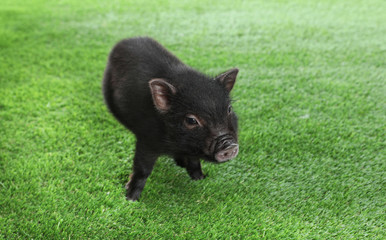 Adorable black mini pig on green grass. Space for text