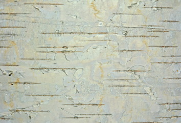 birch texture