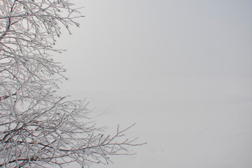 Fototapeta na wymiar foggy morning, winter, snowy plain, white frost on tree branches in the foreground