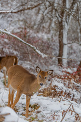 Deer eating grass