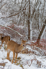 Deer eating frozen grass