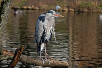 Graureiher Fischreiher auf Altholz