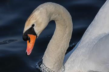Höckerschwan Portrait Nahaufnahme