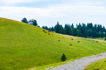 Church in the Slovenia big plateau pasture (Velika Planina). Chapel on the hill, religion symbol.Dramatic mystic clouds and colors. Green meadow and blue sky with clouds. Plateau near the Kamnik city