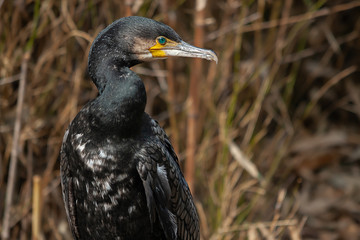 Kormoran Nahaufnahme