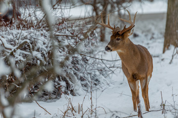 deer in winter