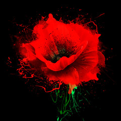 Beautiful red poppy with splashes of paint on black background. Idyllic artistic image of hot summer, copy space