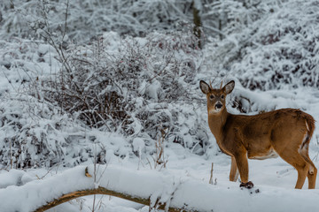 Buck in frosted bushes