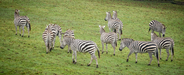 zebra