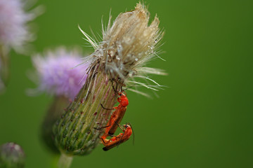 Rote Weichkäfer bei der Paarung
