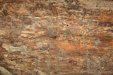 The texture of the old tree.