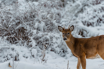 Fototapeta premium deer in the snow with frosted bushes