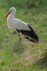 Storch Ciconiidae auf Futter wartend