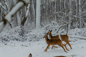 Running deers in frosted forest