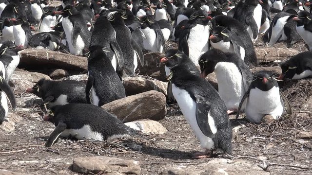 Rockhopper penguin hatching the eggs in their colony on Saunders Island, Falkland Islands