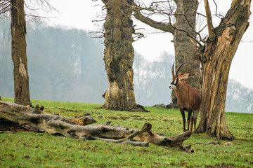 antelope